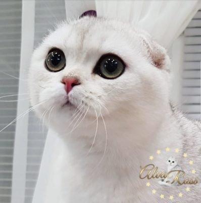 Купить шотландского вислоухого котенка окраса серебристая шиншилла фото (4)